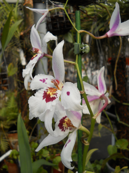 Odontonia Boussole Blanche.jpg