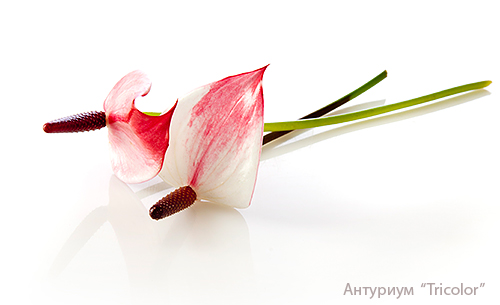 anthurium_Tricolor2.jpg