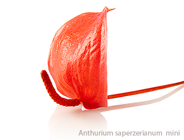 Anthurium-saperzerianum.jpg