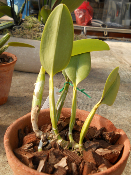 Cattleya warneri integra x Laelia praestans atropurpurea.jpg