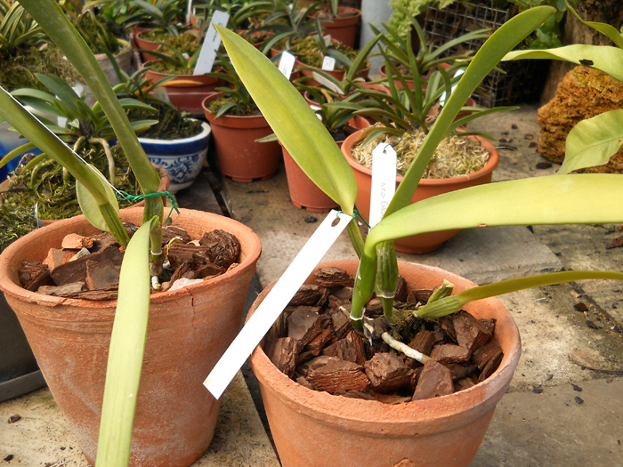 Cattleya rex x Cattleya rex.jpg