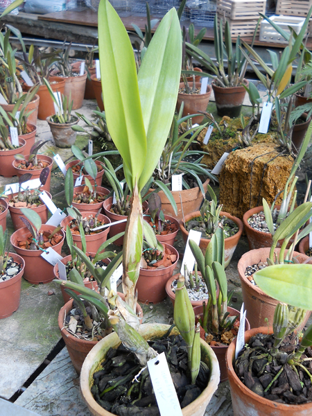 Schomburgkia crispa.jpg