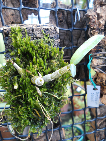 Dendrobium moniliforme Raizan.jpg