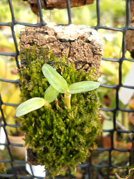 Dendrobium moniliforme NikkoDen.jpg