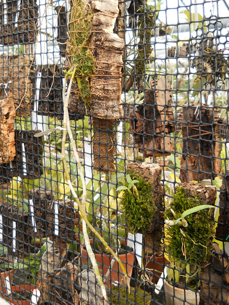 Dendrobium anosmum var dearei.jpg