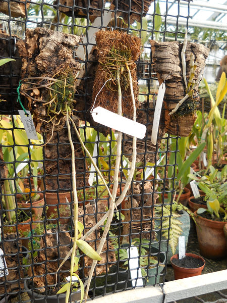 lituiflorum pierardii.jpg