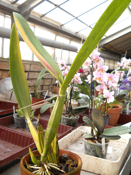 Laelia superbiens.jpg