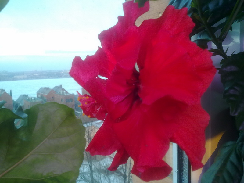 день рождения 002.jpg