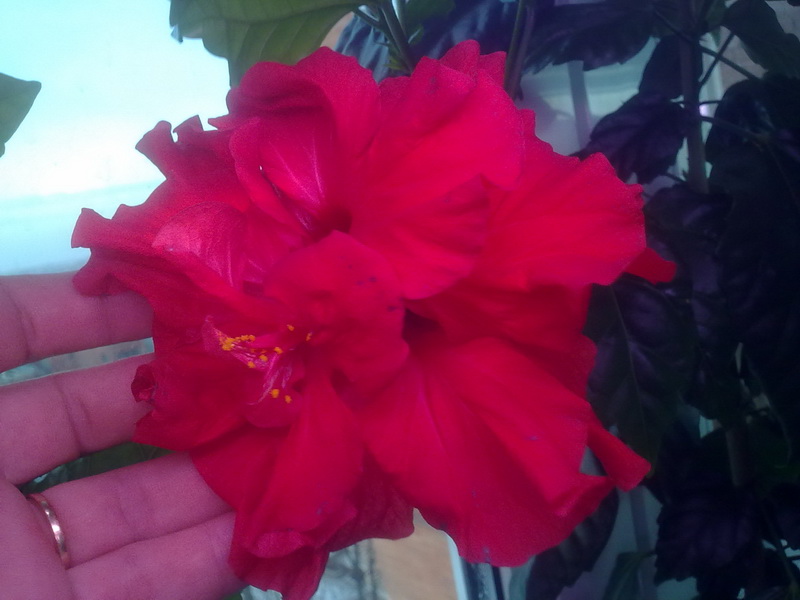 день рождения 003.jpg