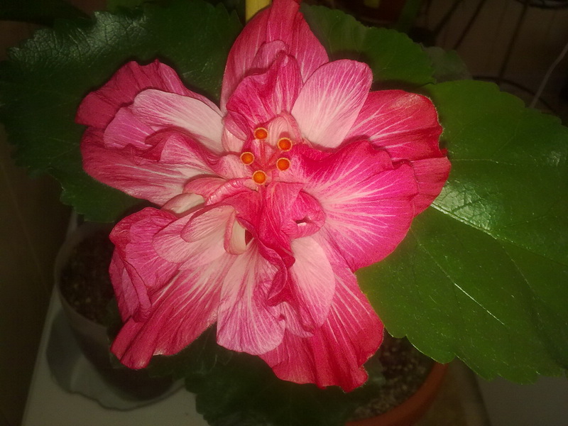 день рождения 005.jpg