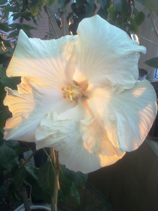 день рождения 008.jpg