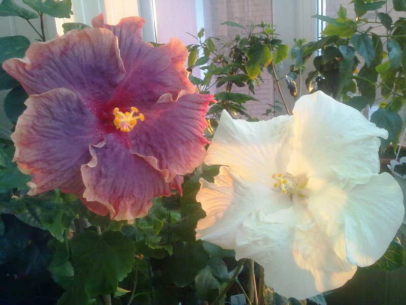 день рождения 011.jpg