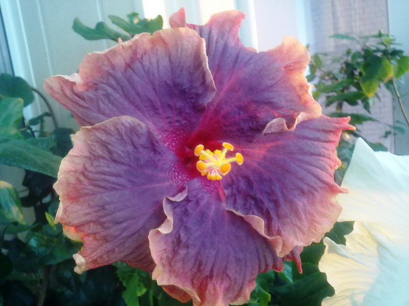 день рождения 013.jpg