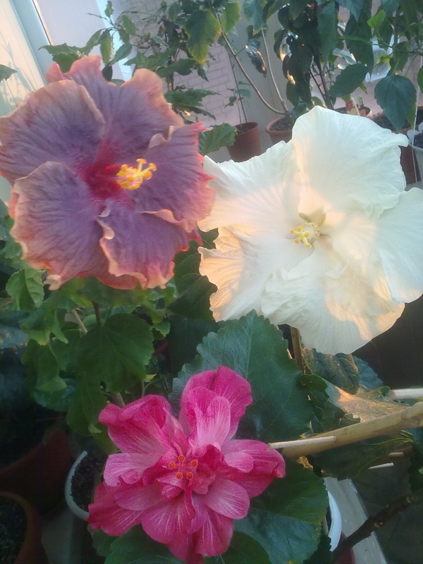 день рождения 014.jpg