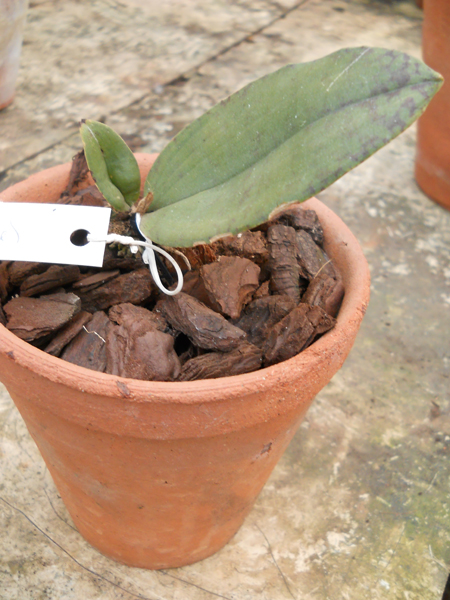 papilio x sanderae.jpg