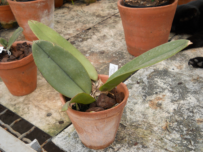 Psychopsis Kalihi Big.jpg