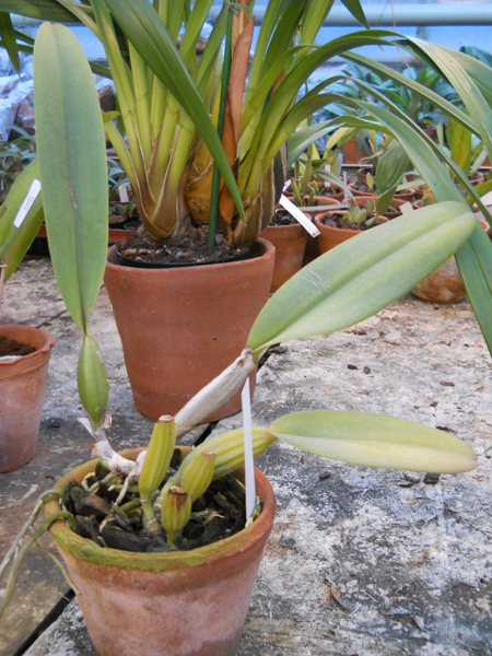 Cattleya labiata caerulea × Cattleya labiata caerulea.jpg