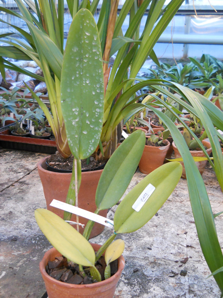 Cattleya warneri alba Alvinha x Cattleya warneri semi alba integra orlata.jpg