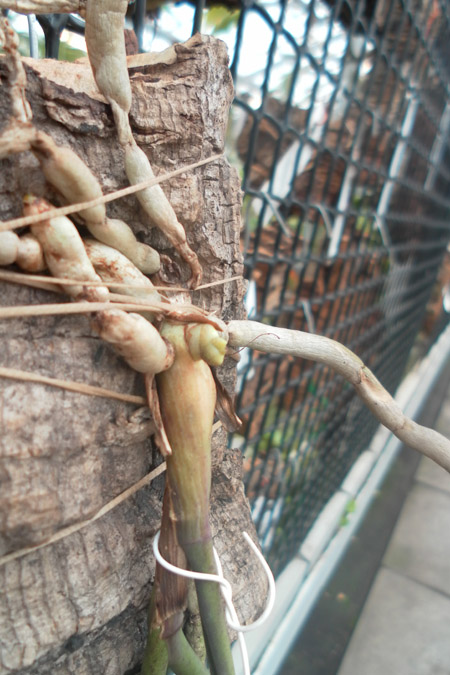 Seidenfadenii mitrata.jpg