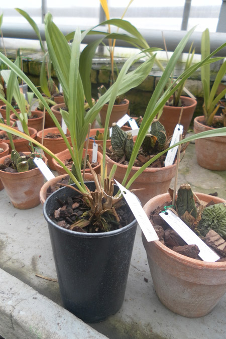 Cymbidium Golden Elf.jpg