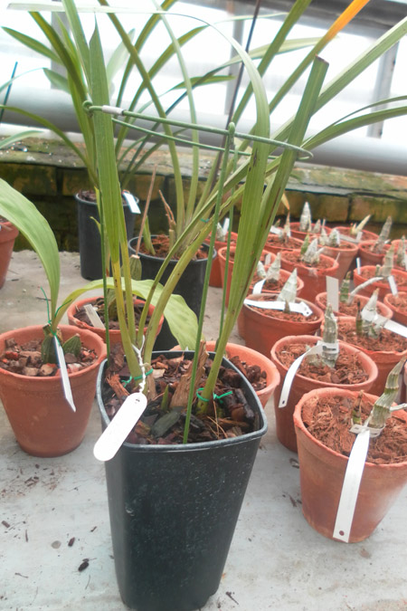 Cymbidium dayanum.jpg