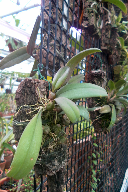 Bulbophyllum viridiflavum.jpg