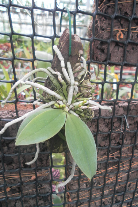Phalaenopsis lobbii.jpg