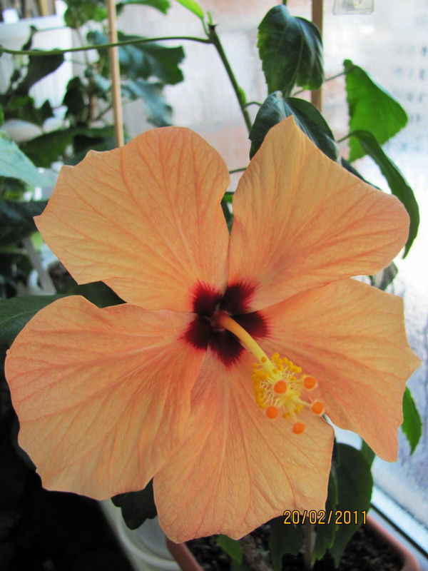 красапеточки мои 037.jpg