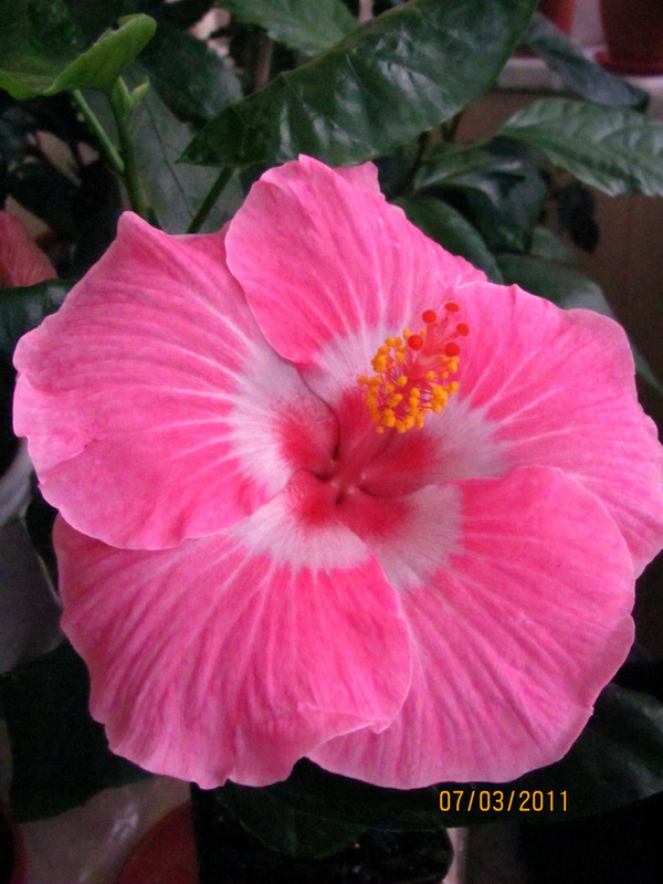 Cele Niffenegger 009.jpg