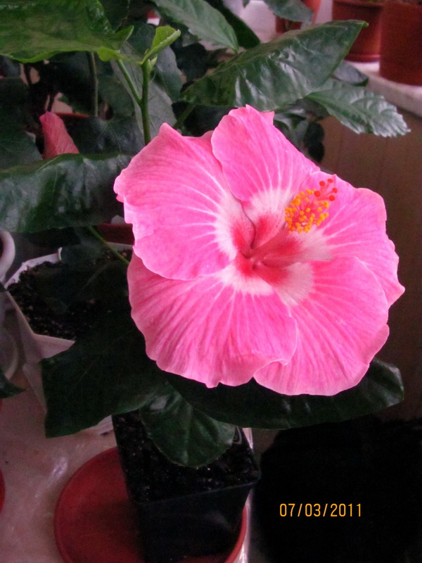 Cele Niffenegger 011.jpg