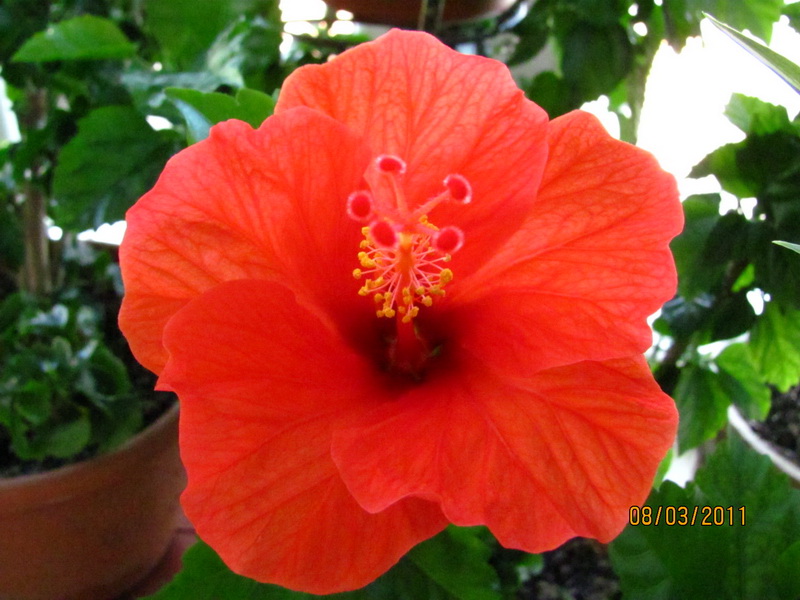 Tahitian Tiger 010.jpg