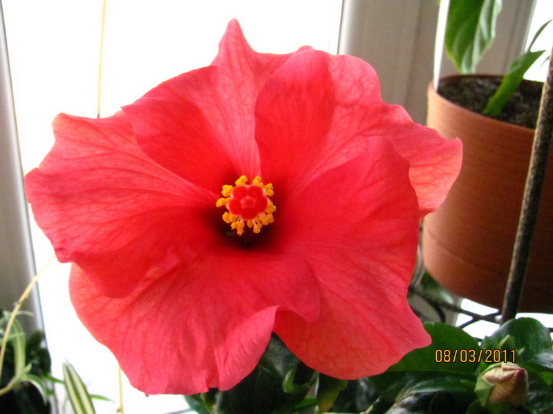 Tahitian Tiger 011.jpg