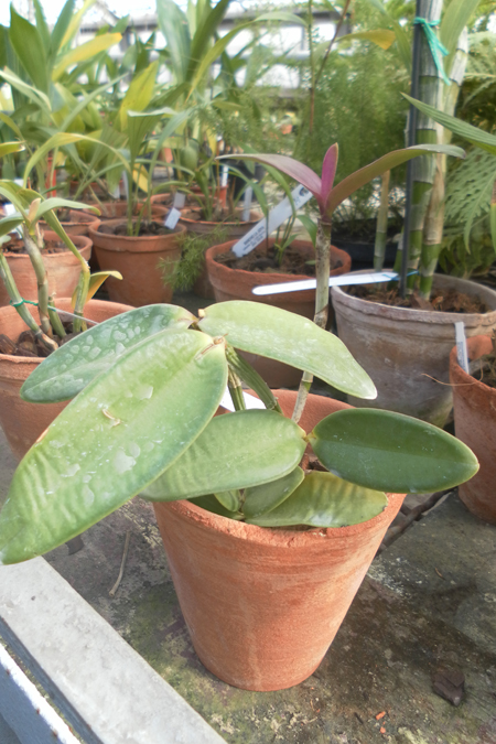 Cattleya loddigesii punctata AWZ x Cattleya loddigesii AWZ.jpg