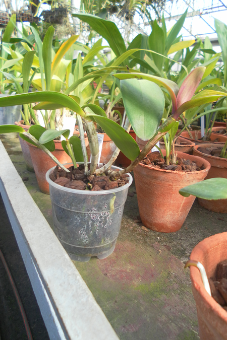 Cattleya intermedia var orlata Rio.jpg