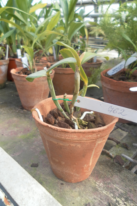 Cattleya loddigesii tipo Gigante x Cattleya loddigesii Erica.jpg
