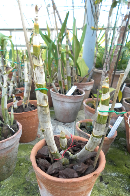 Dendrobium Burana Jade.jpg