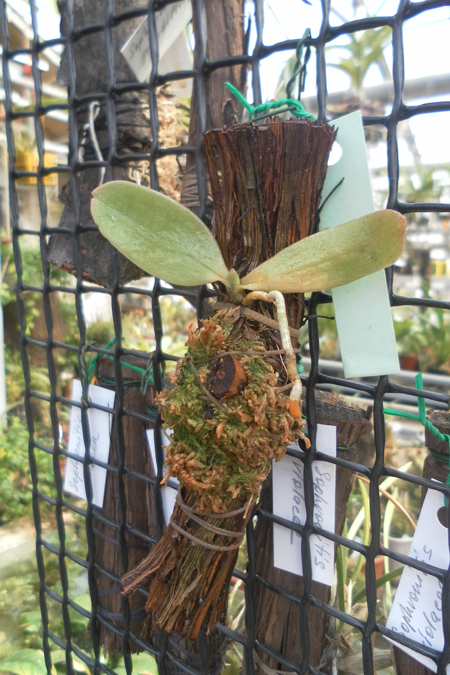 Aerangis stylosa.jpg