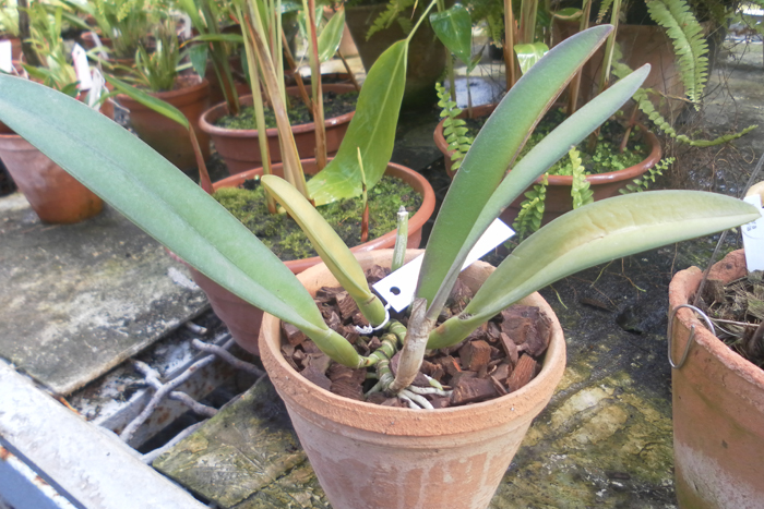 Brassavola glauca.jpg