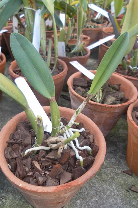 Brassavola glauca 1.jpg