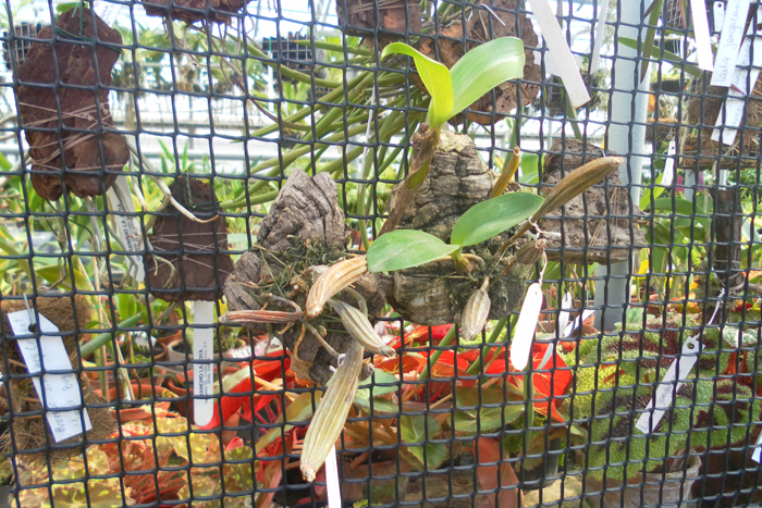 Dendrobium setigerum.jpg