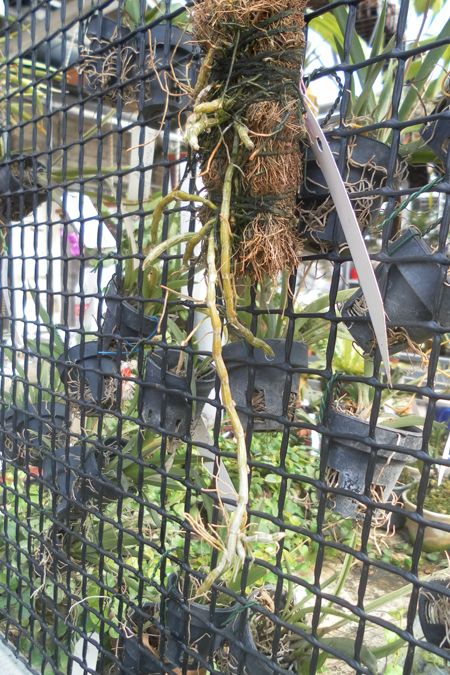 Dendrobium loddigessii.jpg