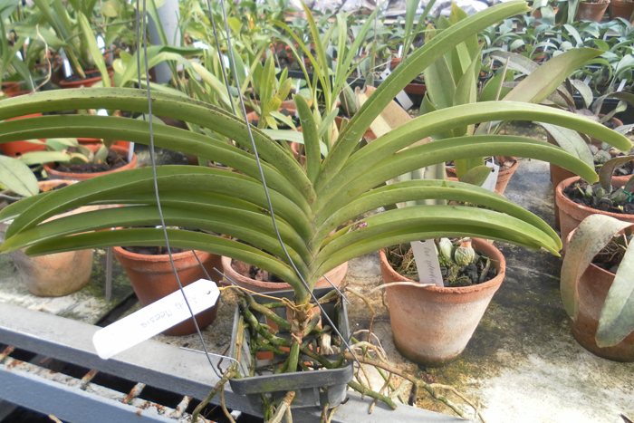 Ascocenda Messia.jpg