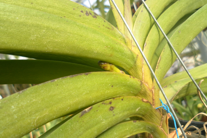 Vascostylis Pine River Blue.jpg