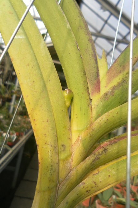 Ascocenda Krailerk x Vanda Dr Anek x Ascocenda Yip Sum Wah.jpg