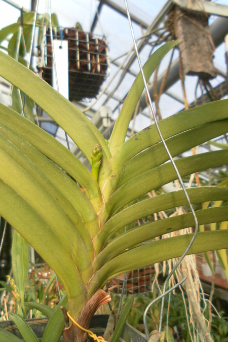 Ascocenda Su Fun Beauty.jpg