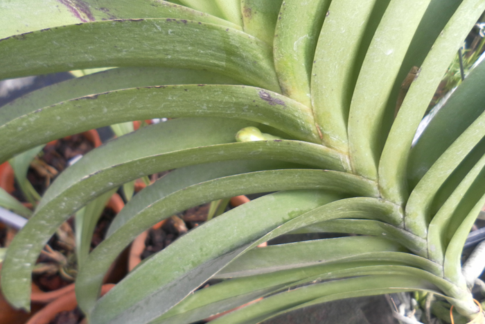 Ascocenda Korb Fah x coerulea.jpg