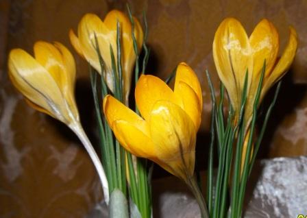 Как правильно вырастить тюльпаны, нарциссы и гиацинты в контейнере