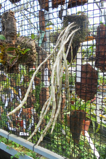 Dendrobium primulinum.jpg