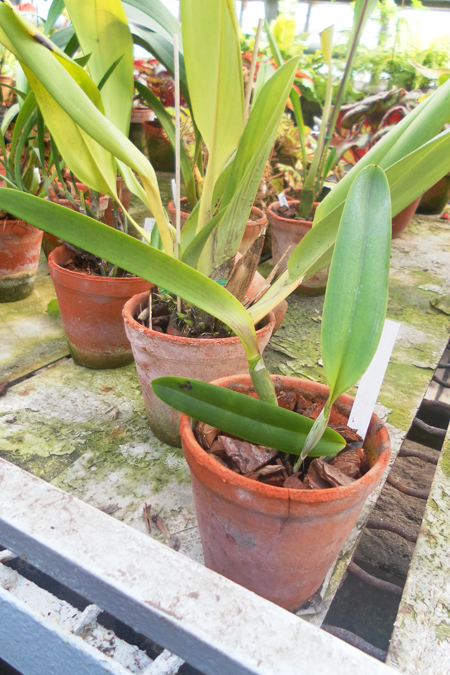 Laelia tenebrosa.jpg