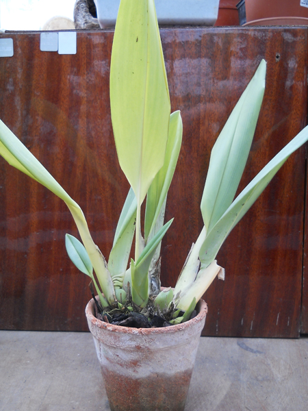 Maxillaria irrorata 1.jpg